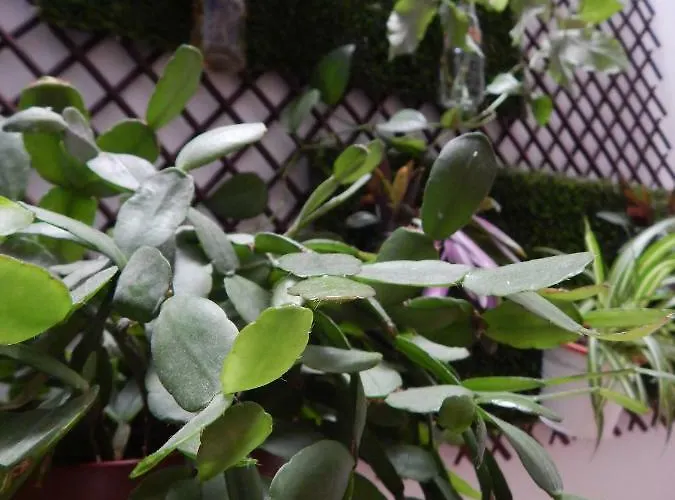 트웬티 세븐 디그리스 팔마스 2*